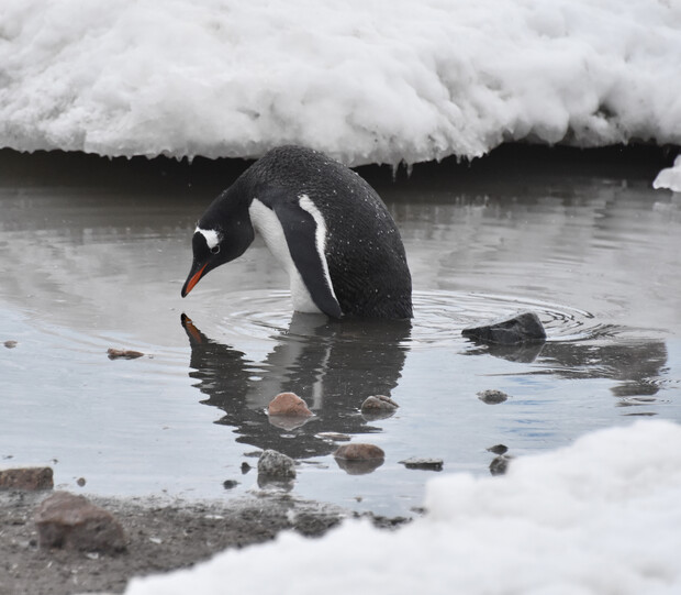 A penguin bends over, inspecting its reflection in icy water, surrounded by snow and scattered rocks.